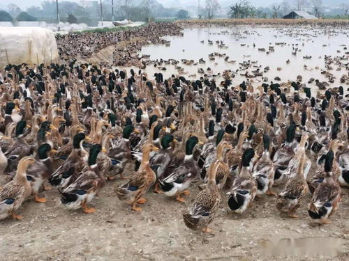 微生物技術驅動鴨魚共養 創新模式提升經濟效益