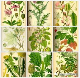 植物提取物是食品添加劑還是食品？深度解析其身份與研發(fā)意義